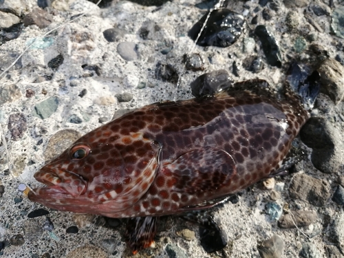 オオモンハタの釣果