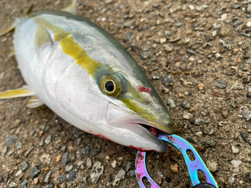 ハマチの釣果