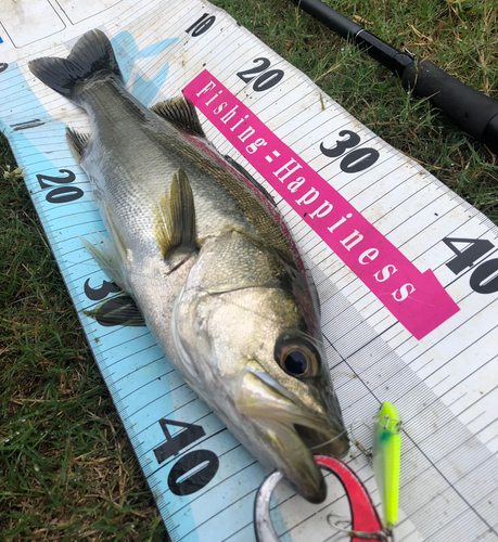 シーバスの釣果