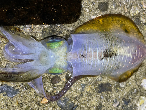 アオリイカの釣果