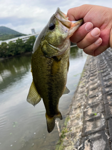 ラージマウスバスの釣果