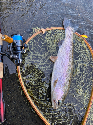 ニジマスの釣果