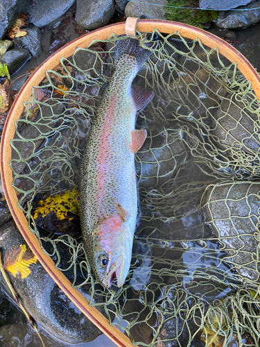 ニジマスの釣果