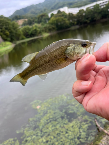 ラージマウスバスの釣果