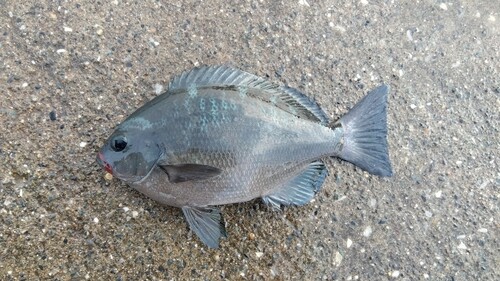 メジナの釣果