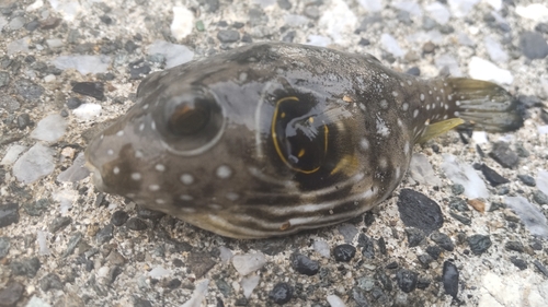 サザナミフグの釣果