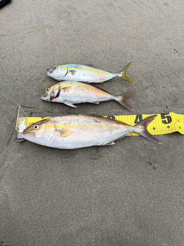 ショゴの釣果