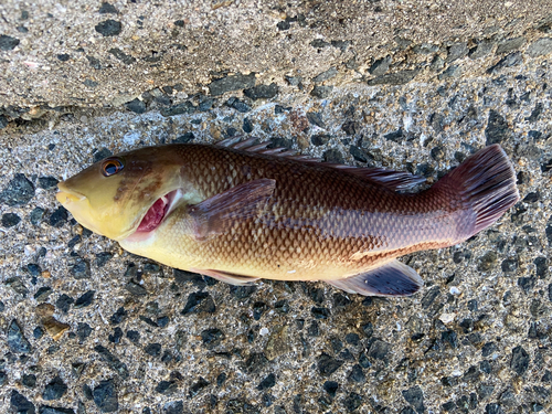 コブダイの釣果