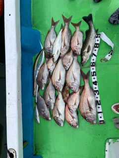 タイの釣果