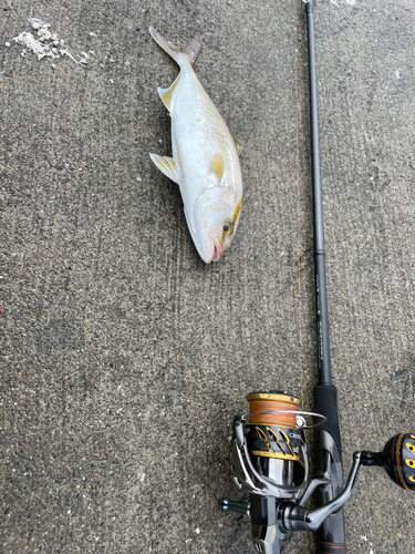 ショゴの釣果