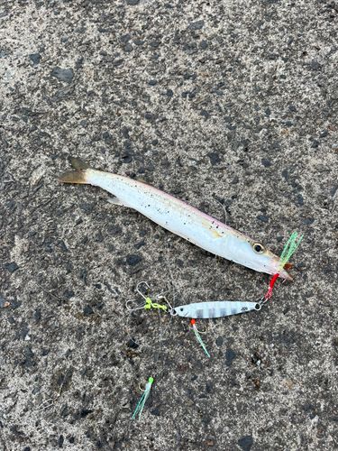 カマスの釣果