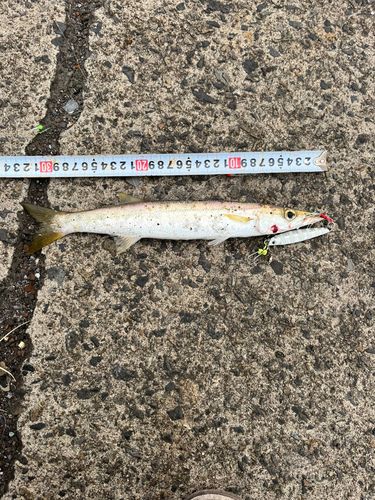 カマスの釣果