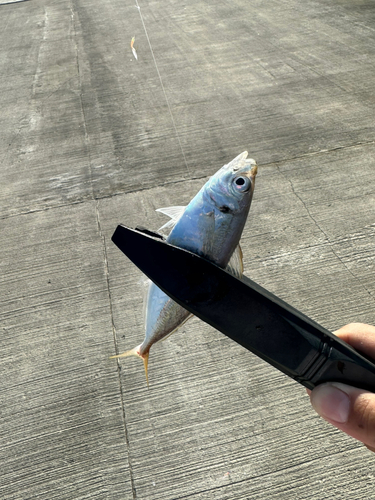 マアジの釣果