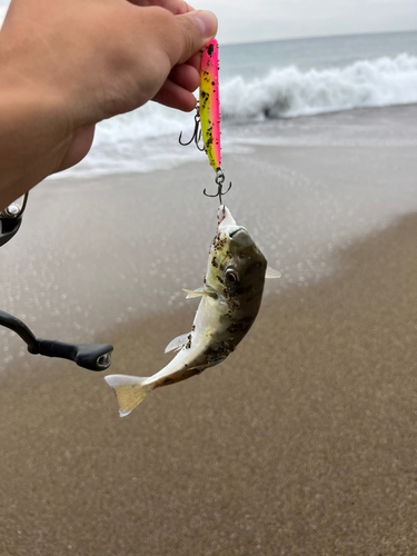 クロサバフグの釣果