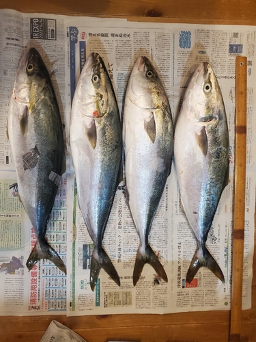 ハマチの釣果