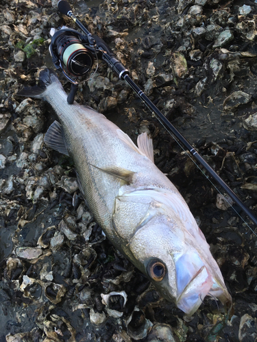 スズキの釣果