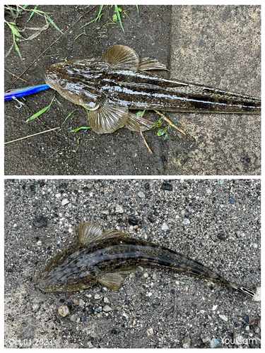 マゴチの釣果