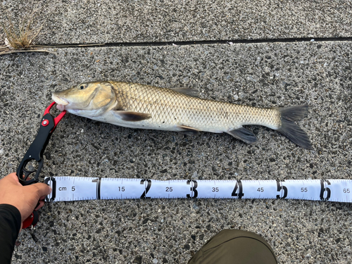 ニゴイの釣果