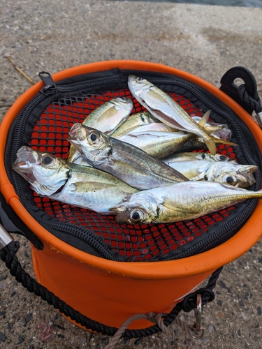 アジの釣果