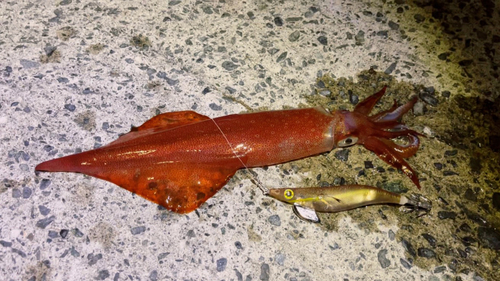 ヤリイカの釣果