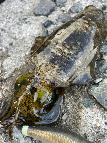 アオリイカの釣果