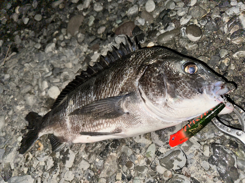 チヌの釣果