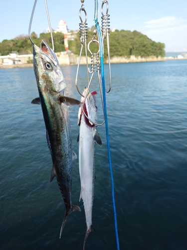 サゴシの釣果