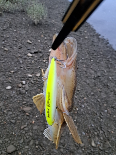 マゴチの釣果