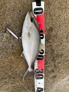 ネリゴの釣果