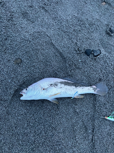 ニベの釣果