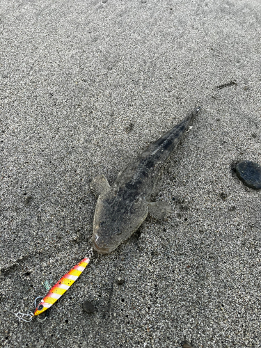 マゴチの釣果