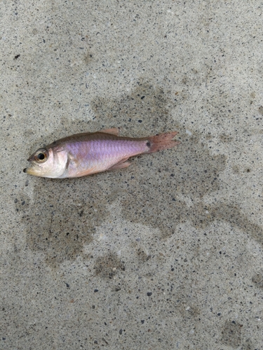 クロホシイシモチの釣果