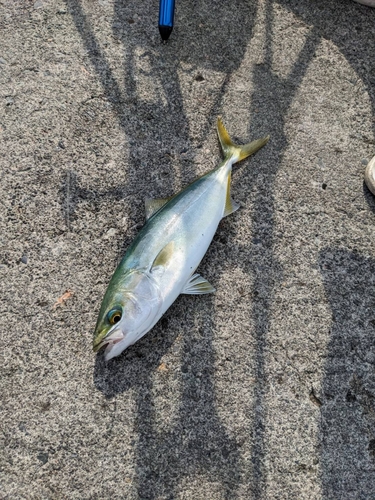 ワカナゴの釣果