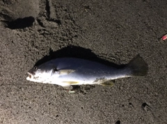 イシモチの釣果