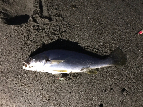 イシモチの釣果