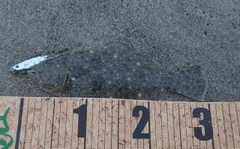 ヒラメの釣果