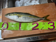 ツバスの釣果