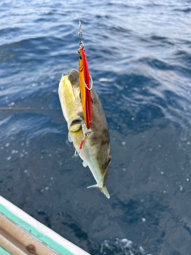 シロサバフグの釣果