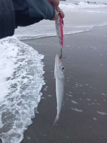 カマスの釣果