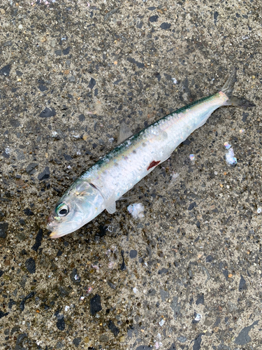 イワシの釣果