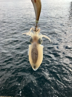 シリヤケイカの釣果