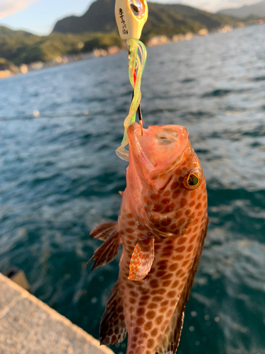 オオモンハタの釣果