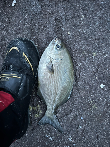 イスズミの釣果