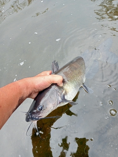 アメリカナマズの釣果