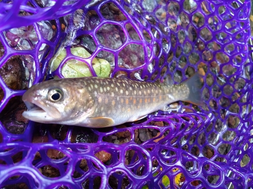 イワナの釣果