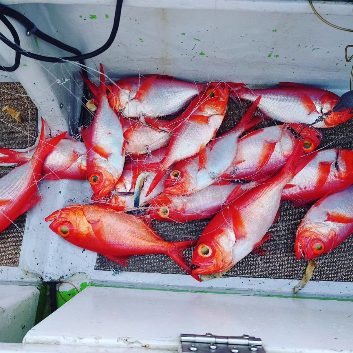 深場の勇者さんの釣果 2枚目の画像