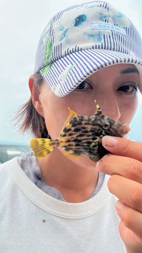 カワハギの釣果