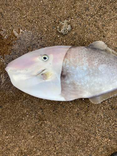 ウスバハギの釣果