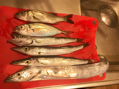 アジの釣果