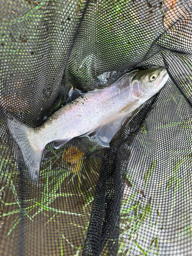 ホウライマスの釣果